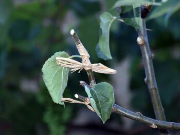 Grafting Identity and Belonging Outside the “Legitimate” Family Tree